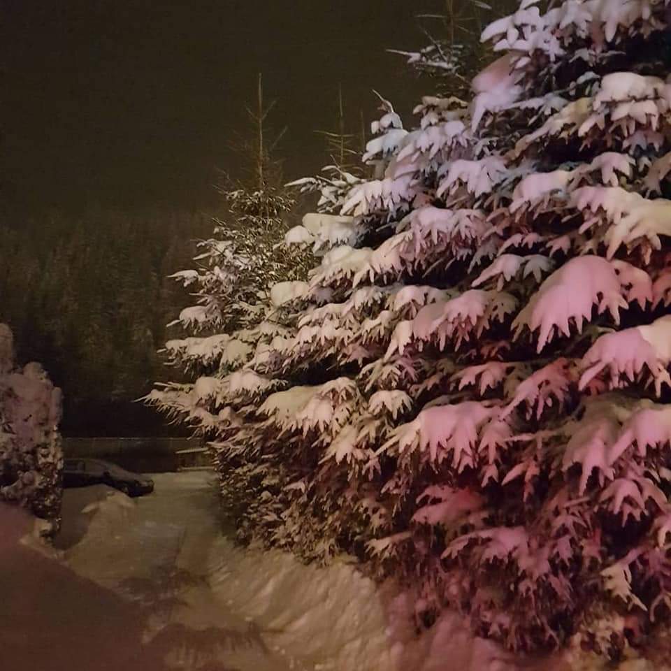 Snow-covered fir trees